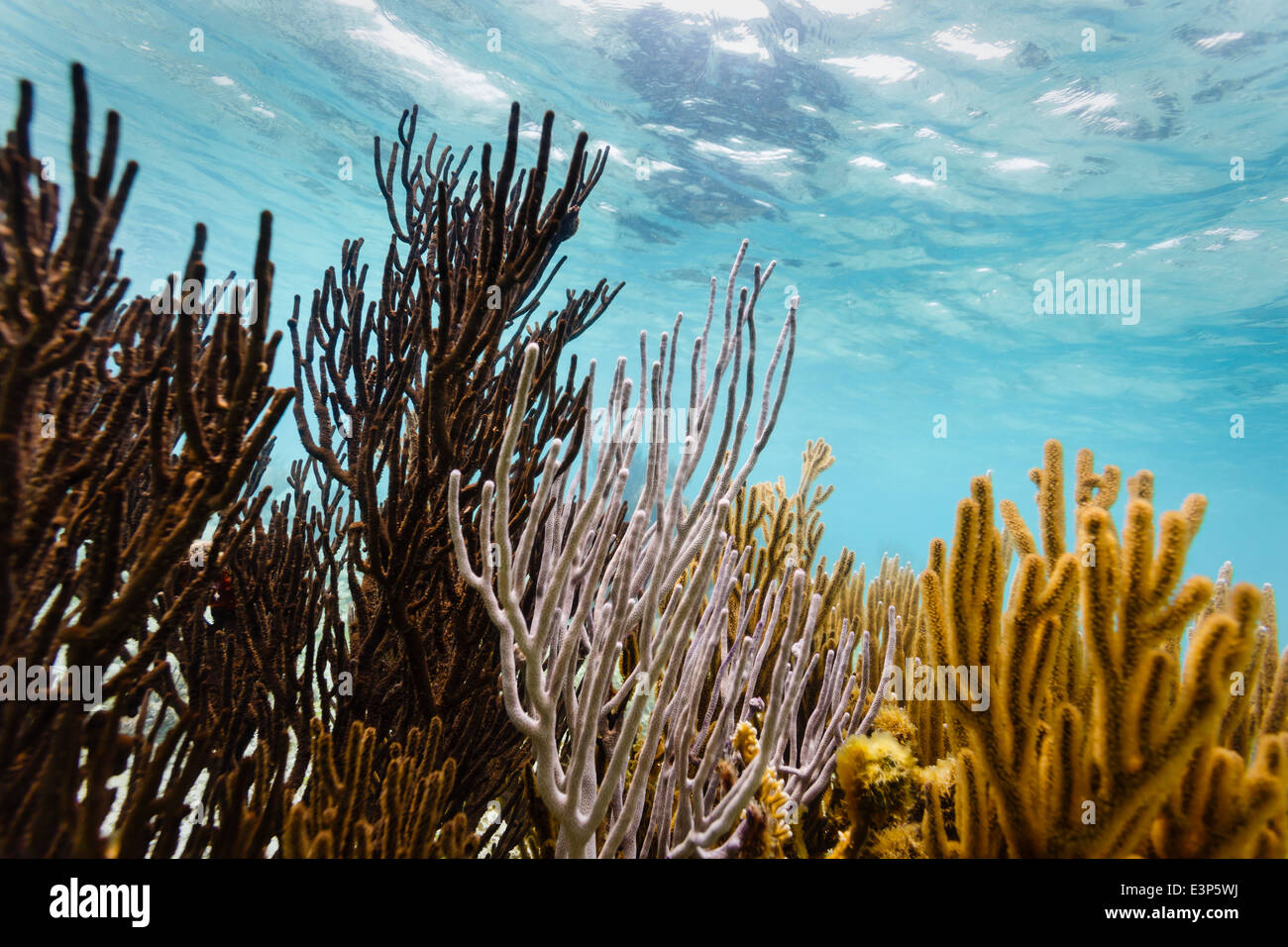 Cerrar vista submarina de rama coloridos corales que viven en los arrecifes de coral en la costa de Belice Foto de stock
