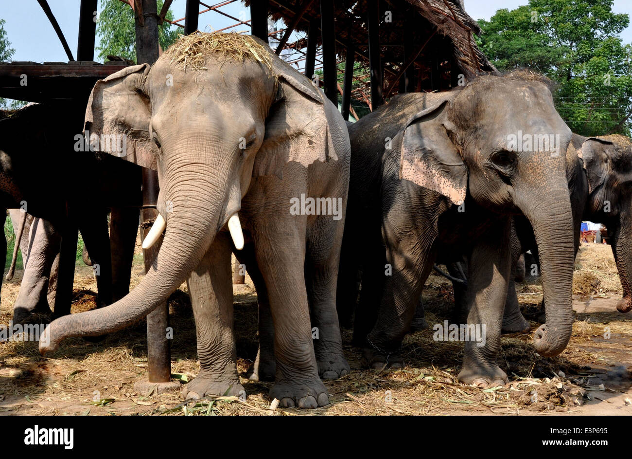 AYUTTHAYA, Tailandia: elefantes pastando en sus arrecifes en el Palacio Real de elefantes Ayutthaya & Kraal Foto de stock