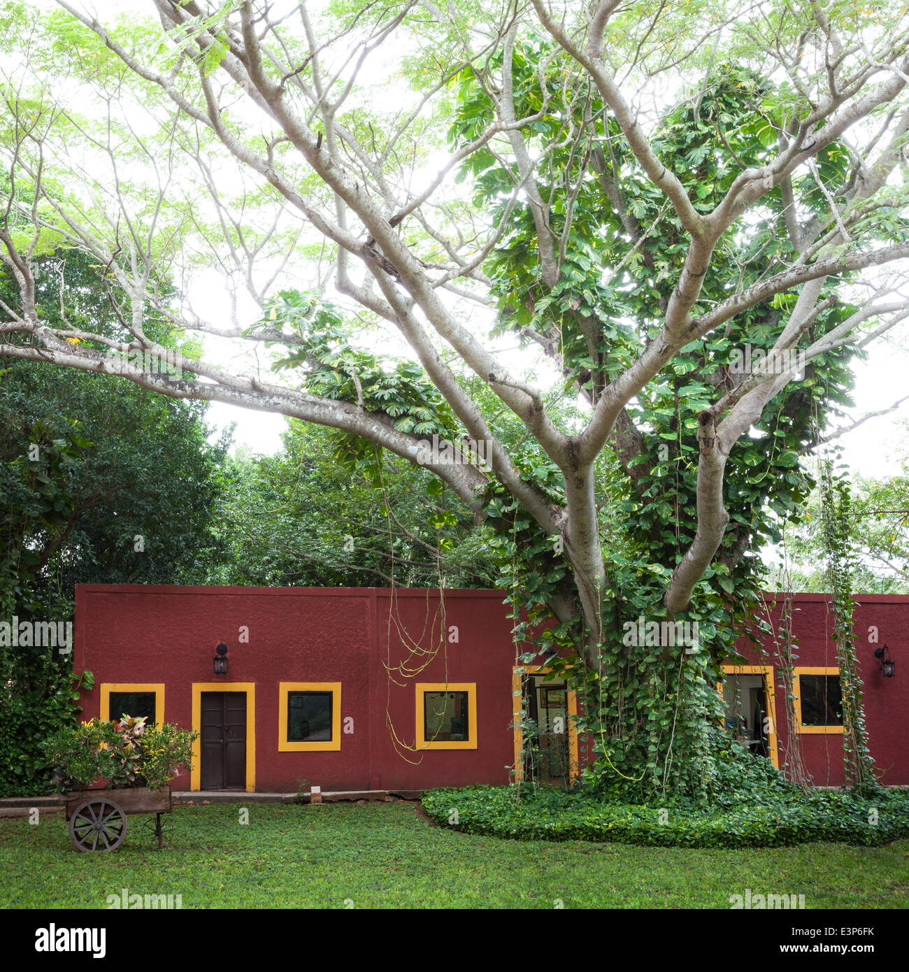 Pared roja y el árbol de la Hacienda Misne en Yucatán, México. Foto de stock