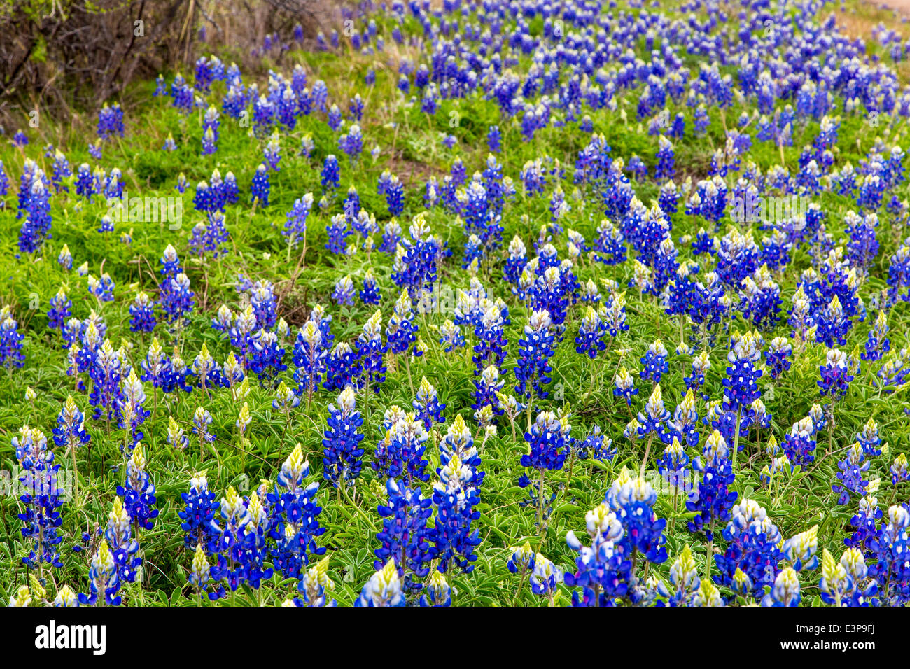 Bluebonnet flores cerca de la ciudad de Sauce, Texas, EE.UU. Foto de stock