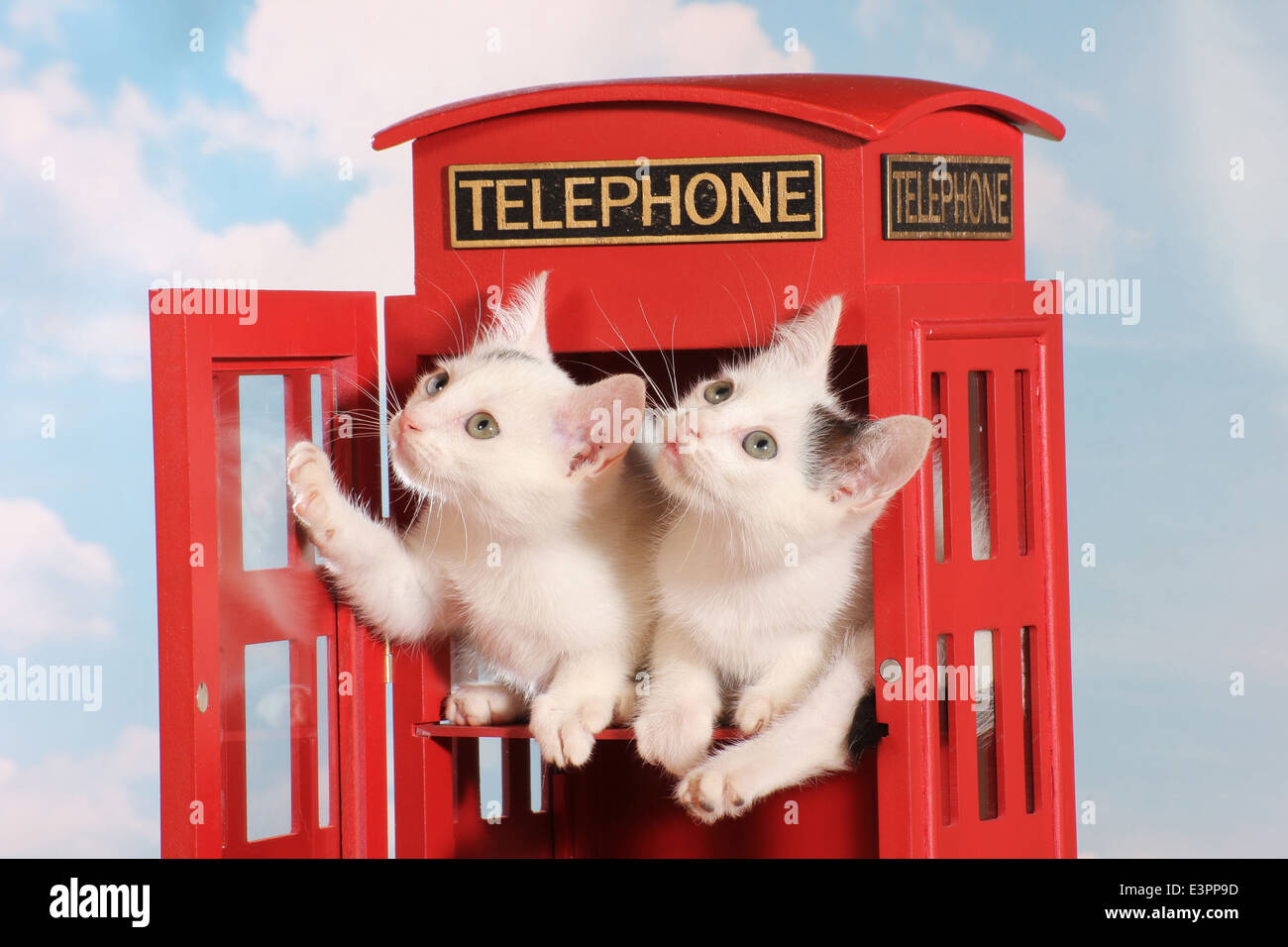 Cat Domstic dos cachorros de 5-6 meses de edad mirando desde el clásico británico telefone cuadro rojo Foto de stock