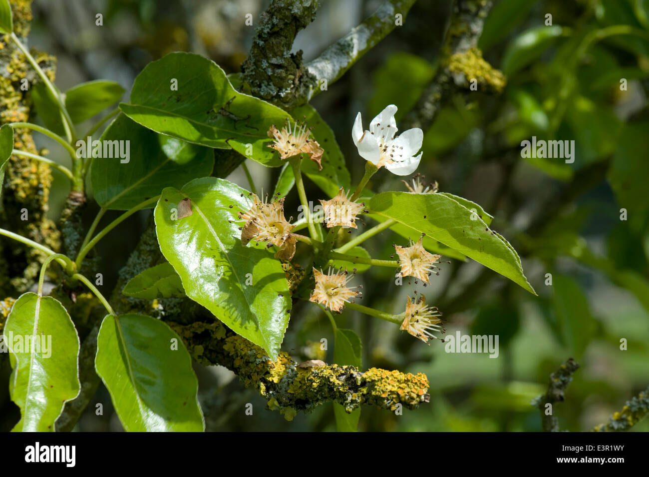 Polinización y flor única en Pear Tree tras la caída de pétalos con las hojas jóvenes en primavera Foto de stock