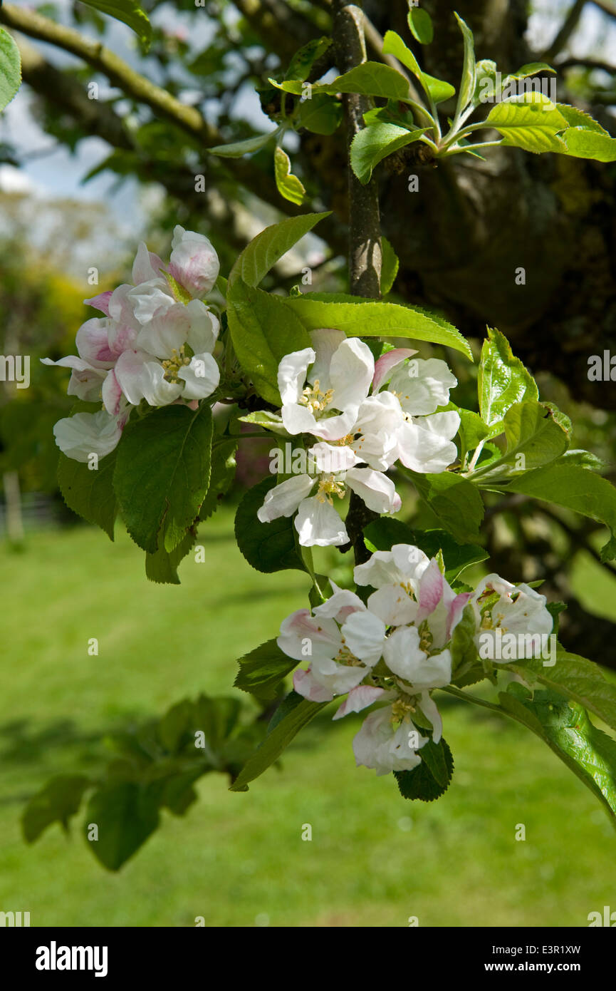 Apple Blossom y hojas nuevas de un árbol frutal en primavera Foto de stock