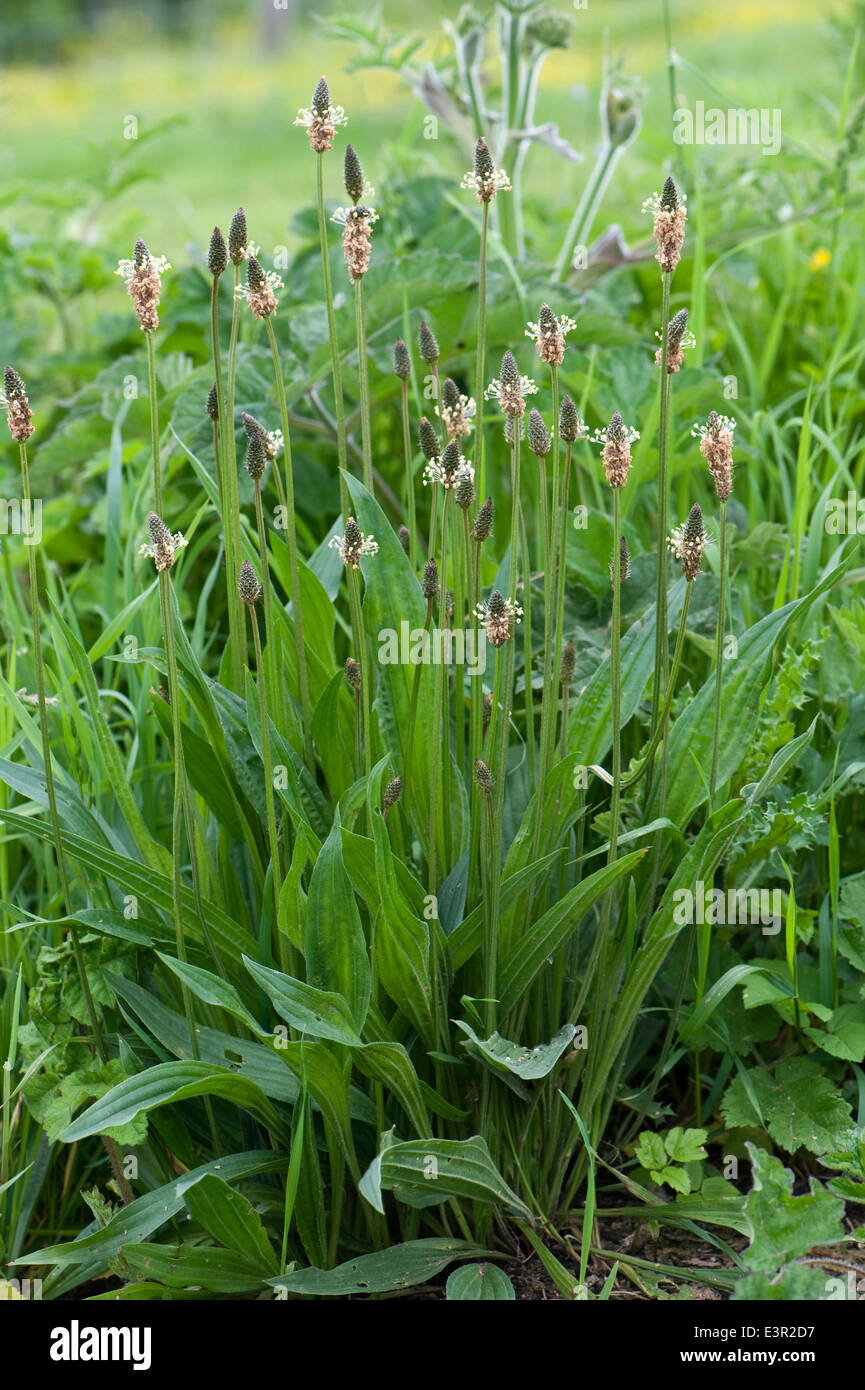 Llantén menor o lengua de cordero, Plantago lanceolata, floración Foto de stock