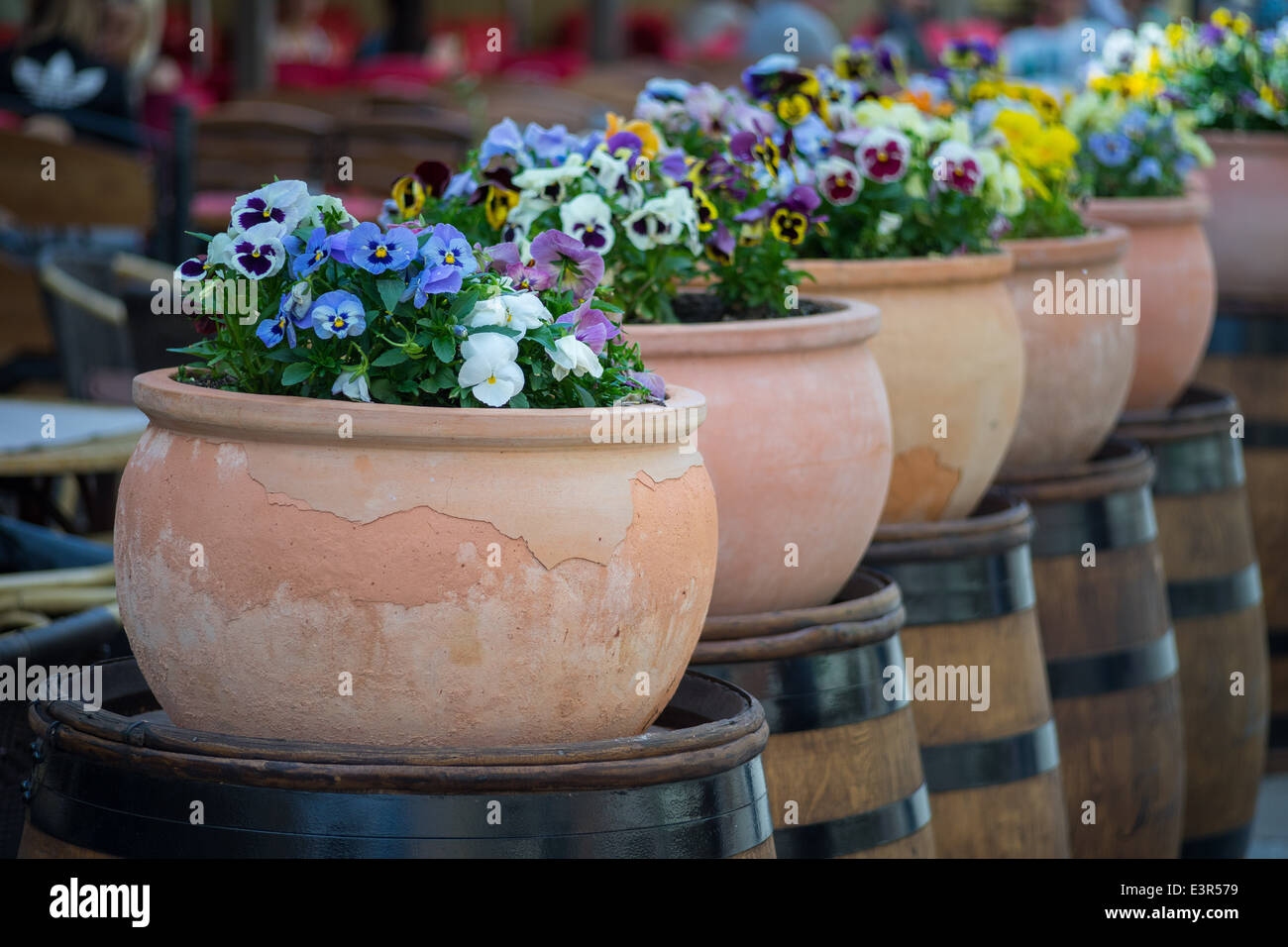 Cinco macetas fotografías e imágenes de alta resolución - Alamy