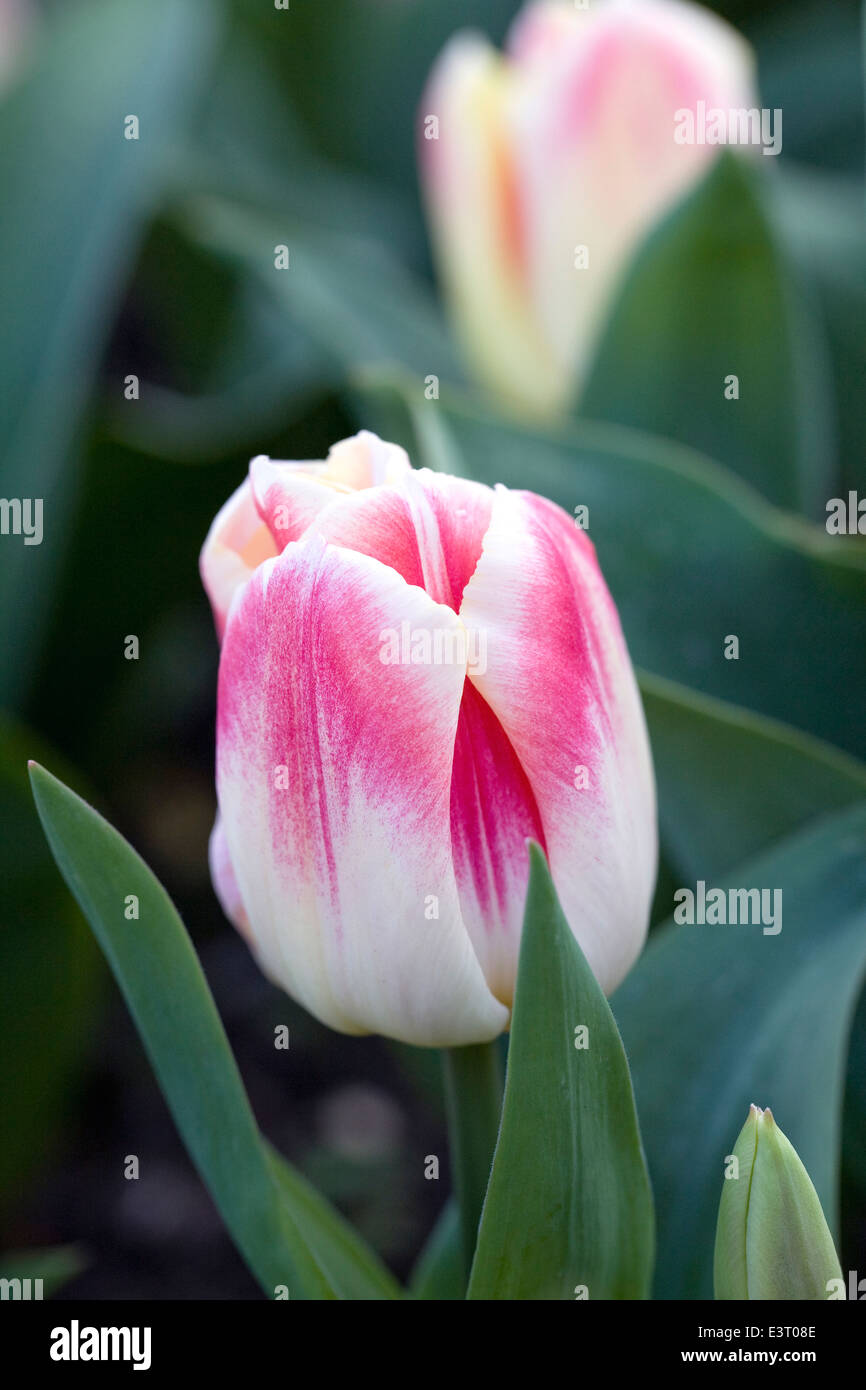 Tulipa "placer" en el jardín. Foto de stock