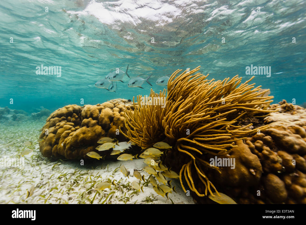 Escuela de peces con permiso de plata grande negro colas de enfoque de arrecifes de coral de la escuela de peces pequeños escondido debajo de corales ramificados Foto de stock