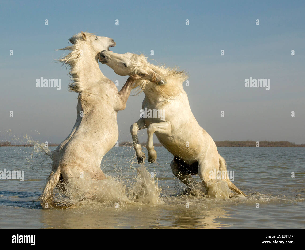 Caballos de Camargue, sementales de sparring en el agua Foto de stock