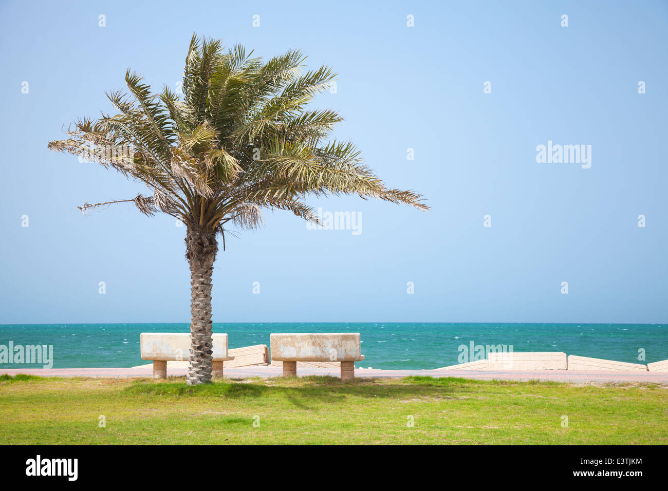 Date Tree en la costa del Golfo Pérsico, Arabia Saudita Foto de stock
