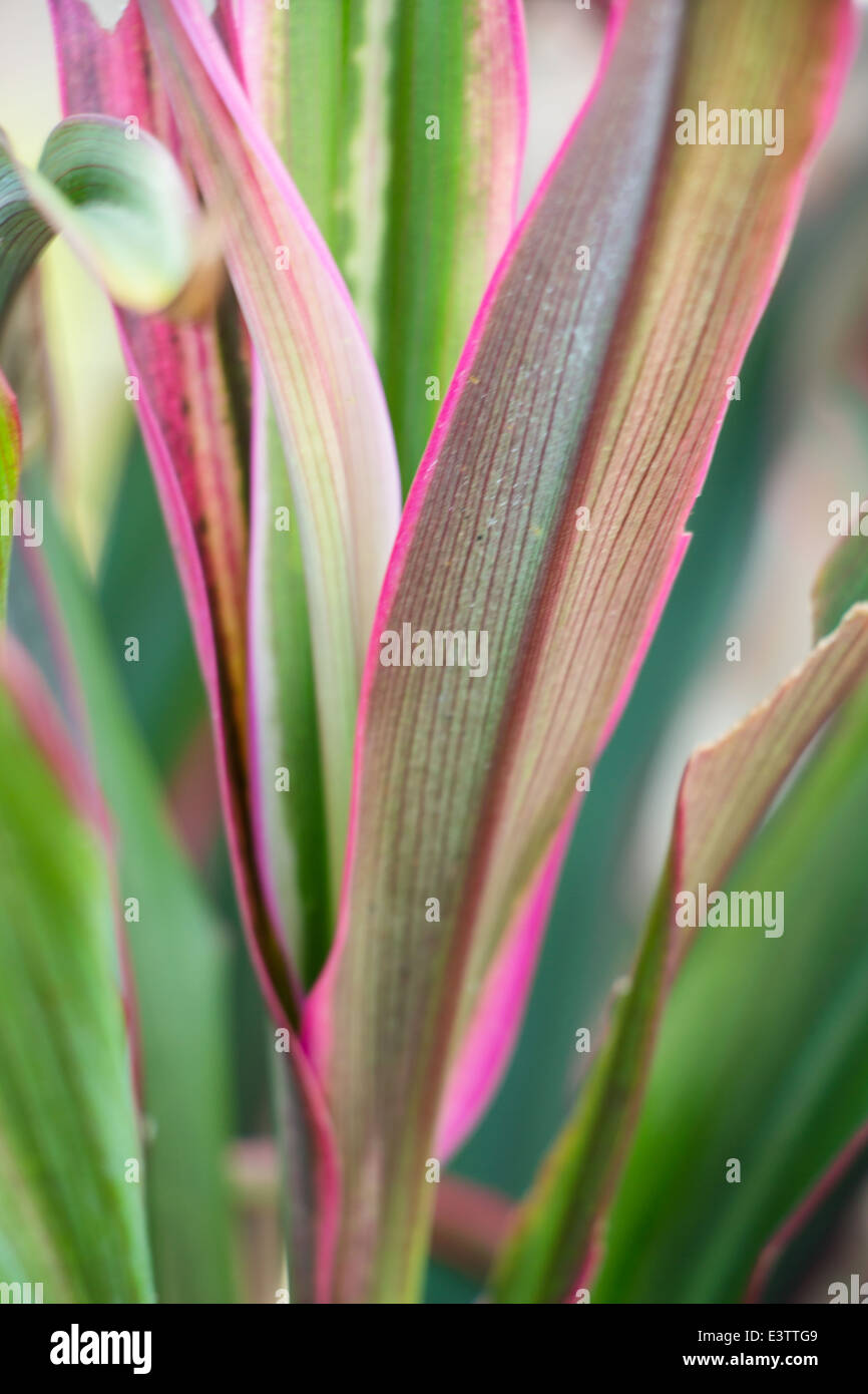 Cordyline fruticosa (L.) A.Chev. Foto de stock