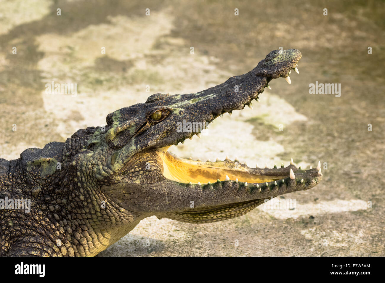 Cocodrilo con la boca abierta acostado en la granja fotografías e imágenes  de alta resolución - Alamy