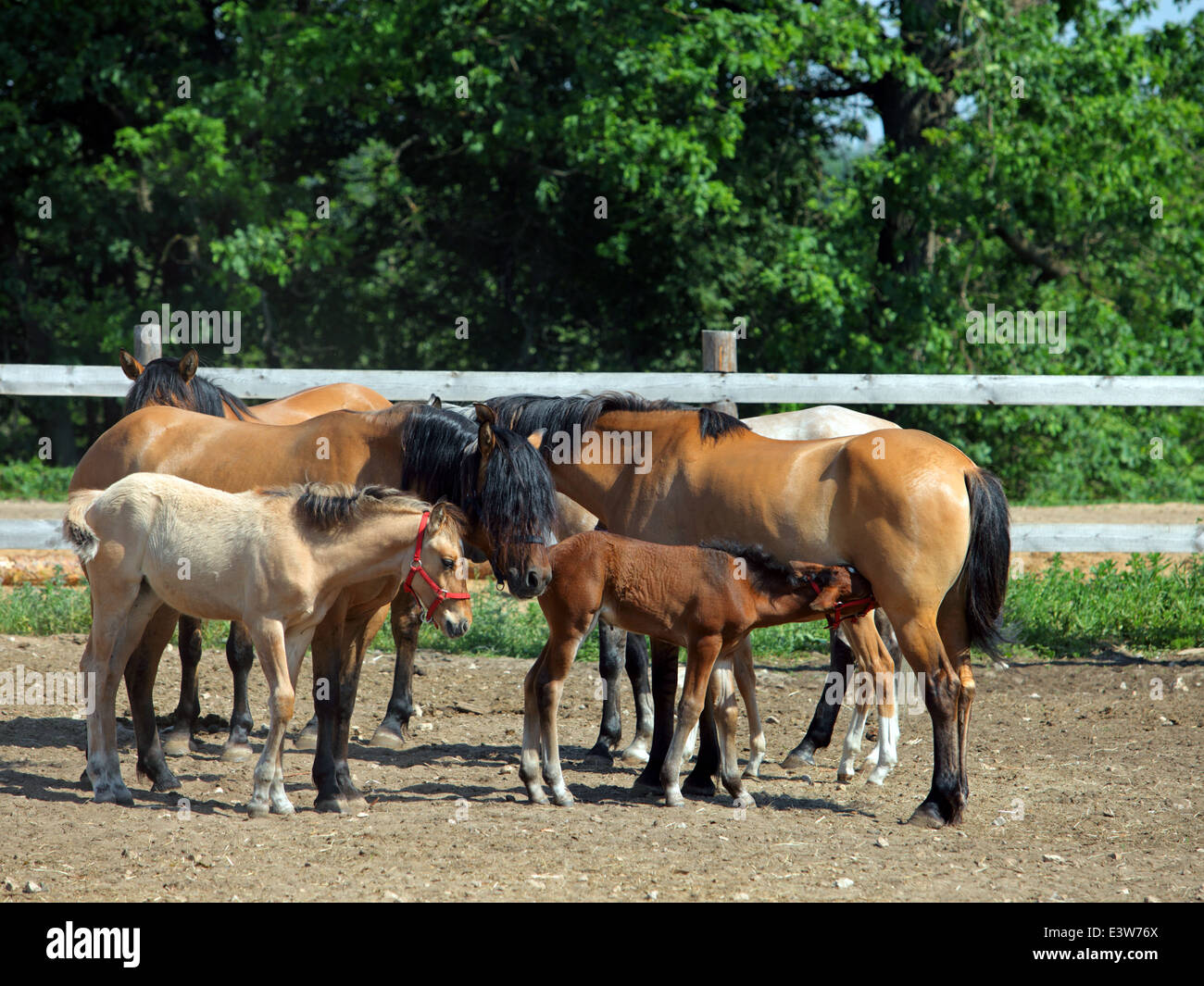 Los caballos con el potro de la familia materna de la madre Foto de stock