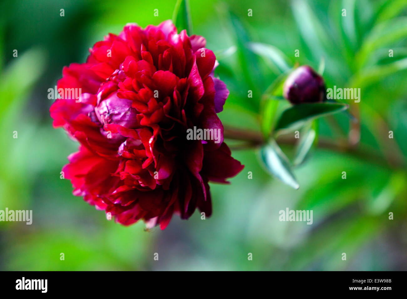 Peonias rojas fotografías e imágenes de alta resolución - Alamy