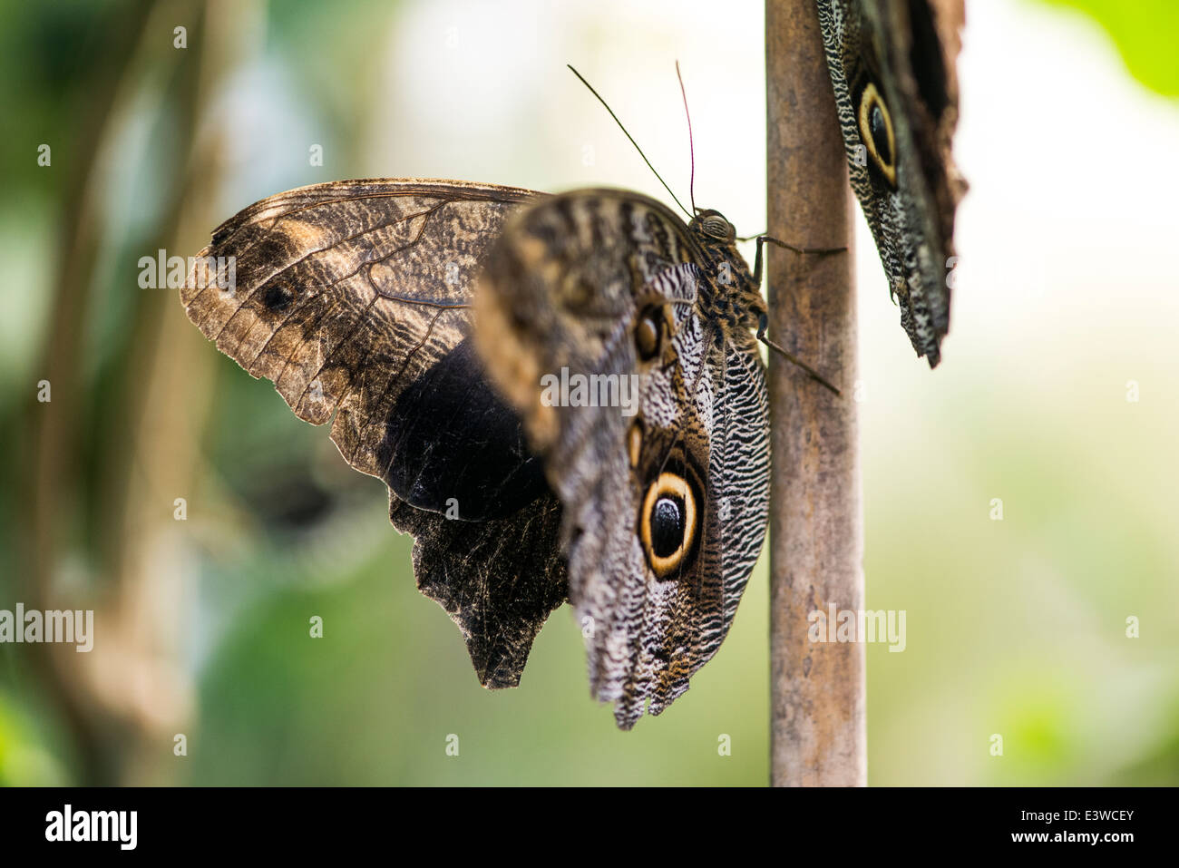 Par de owl mariposas reposan sobre un bambú en el bosque Foto de stock