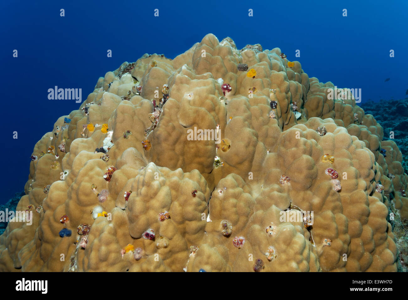 Árbol de Navidad (gusanos Spirobranchus giganteus) sobre bloques de coral, Bora Bora, Islas de Sotavento, las Islas de la Sociedad, Polinesia Francesa Foto de stock