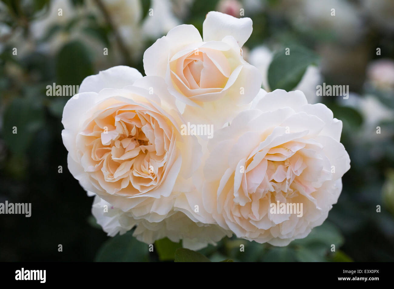 Rosa 'Lichfield Angel' flores. Foto de stock