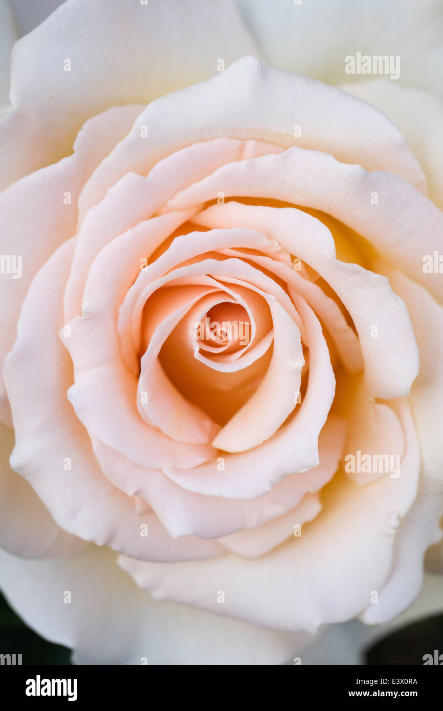 Rosa 'no está preciosa". Híbrido de té de flores rosas. Foto de stock