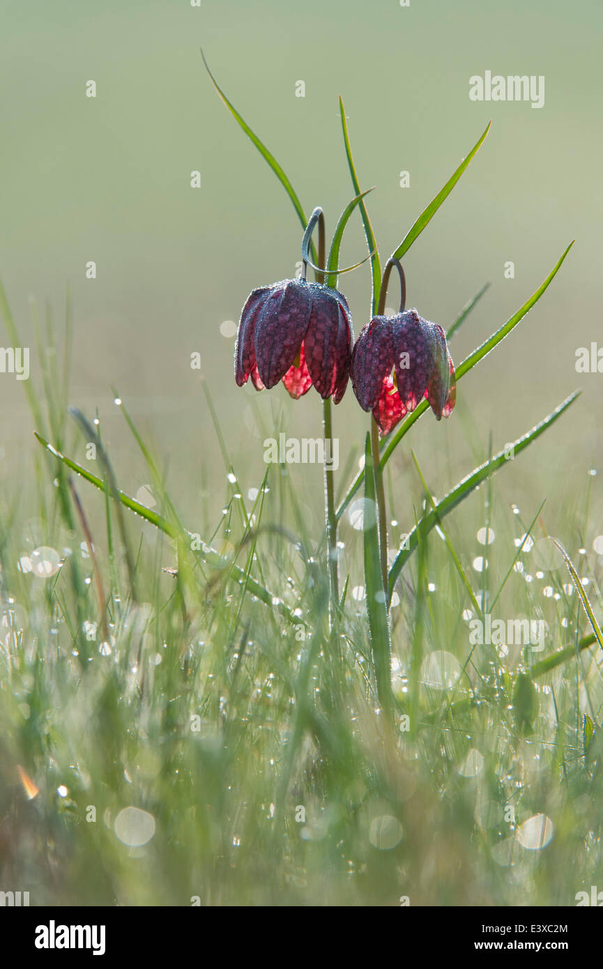 La cabeza de la serpiente o ajedrez Speyeria Flor (fritillaria meleagris), en el Norte de Hesse, Hesse, Alemania Foto de stock