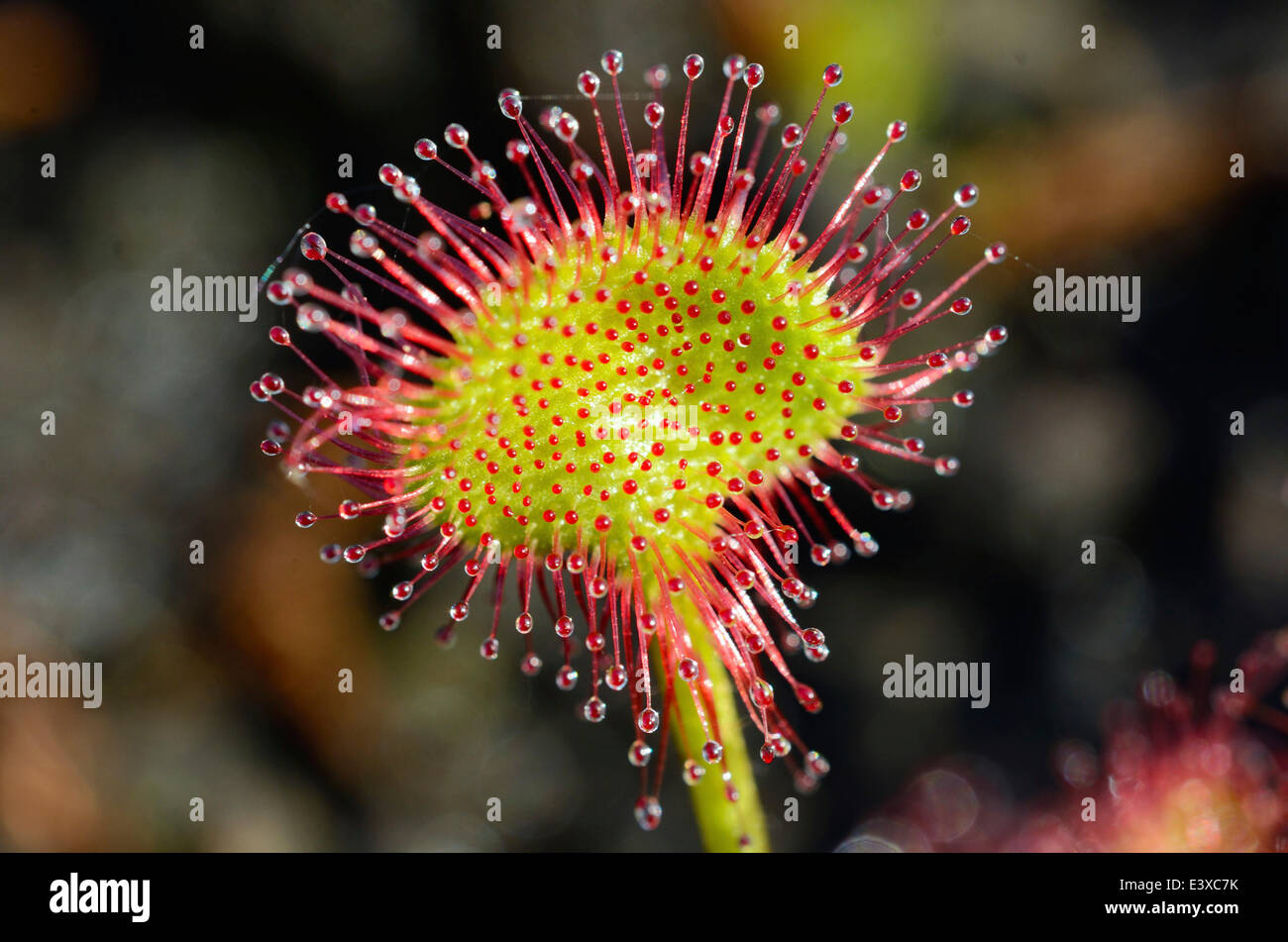 Round-dejados Sundew (Drosera rotundifolia) Limbo con secreción tentáculos, Baviera, Alemania Foto de stock