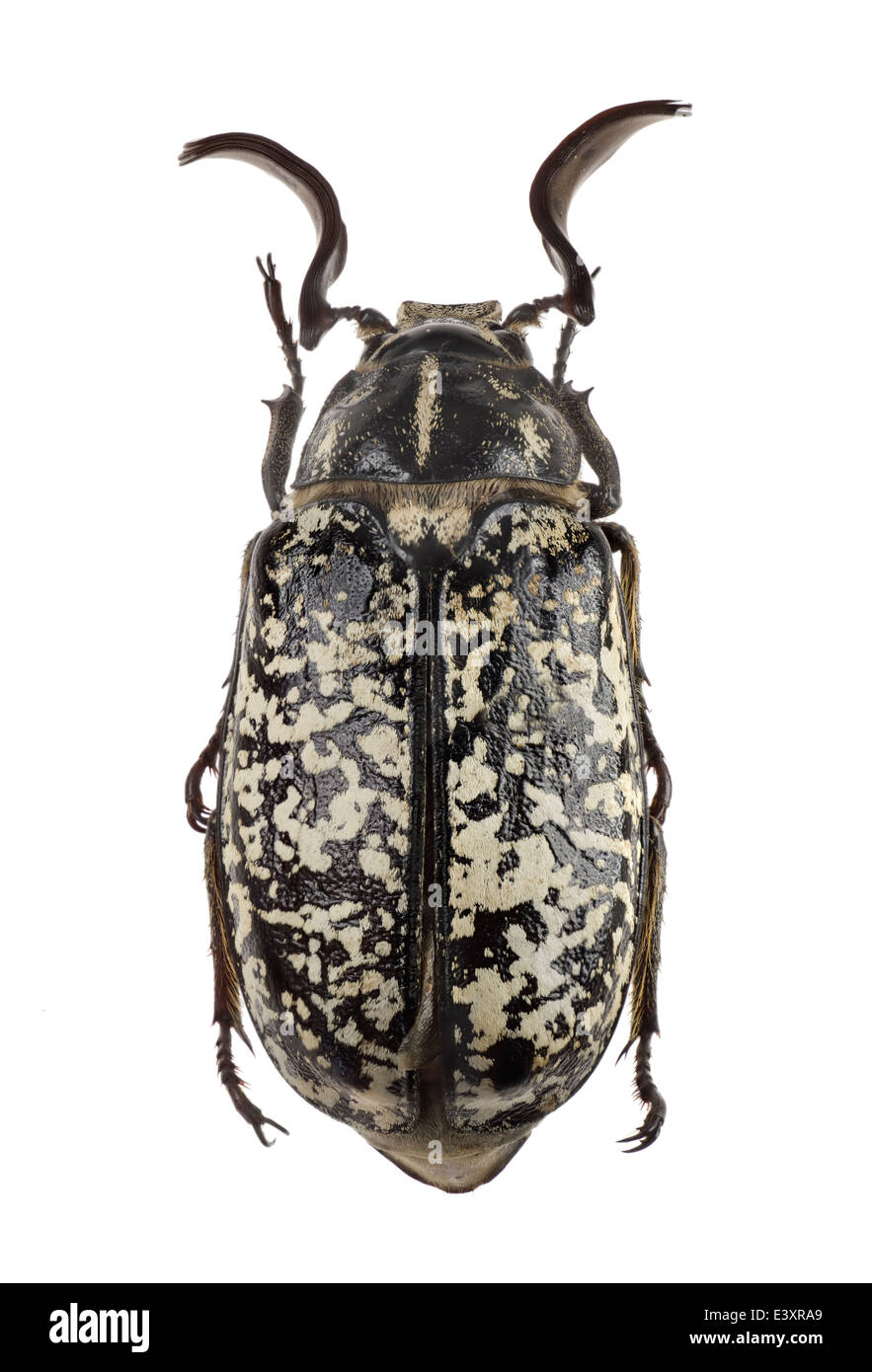 Coleoptera, Scarabaeidae; Polyphylla fullo; Linnaeus 1758; masculino; Foto de stock