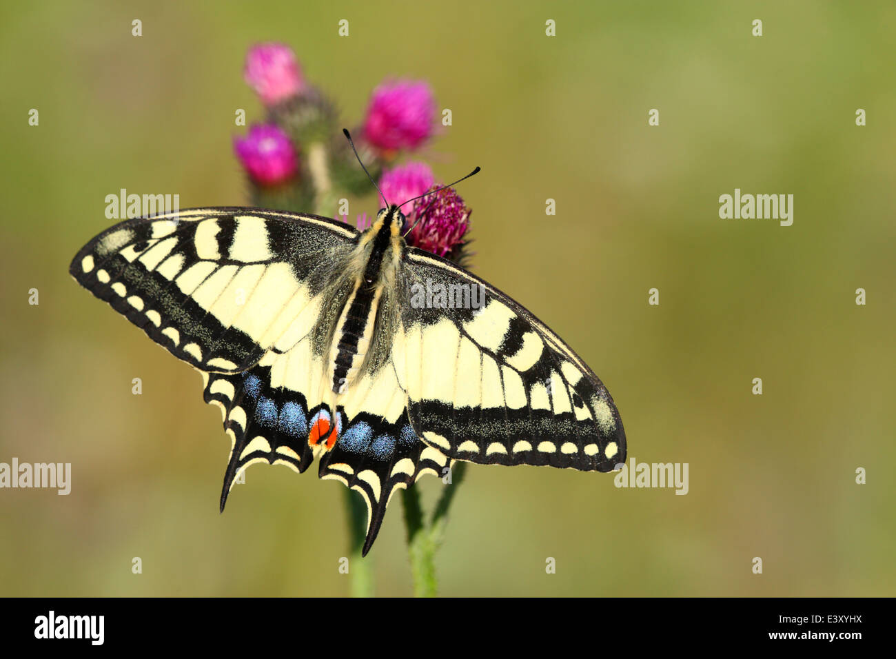 Butterfly (Papilio machaon Papilio canadensis). Europa Foto de stock