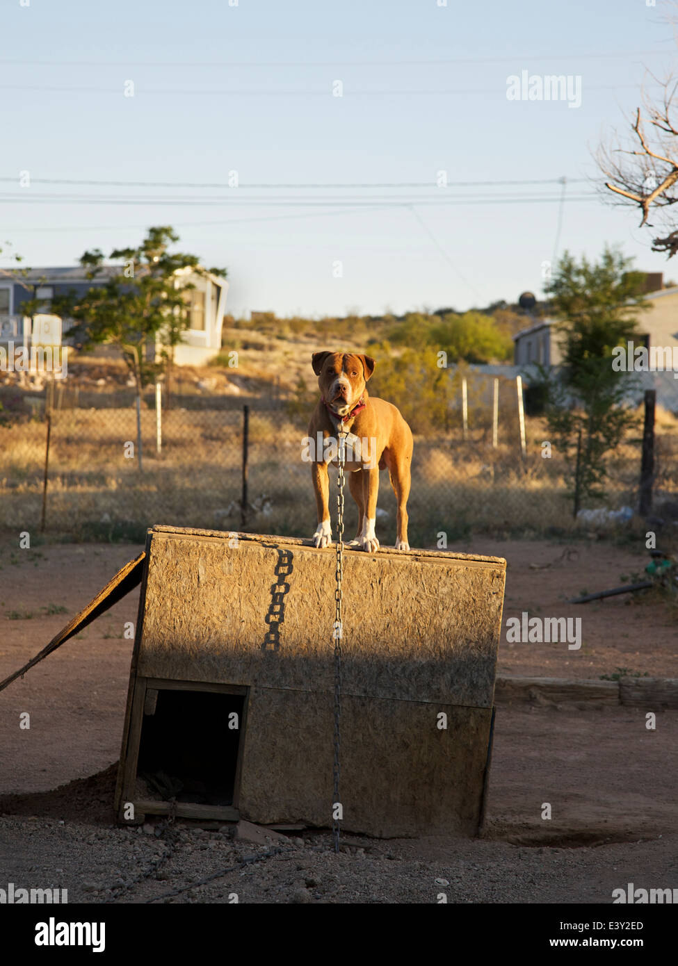 Pitbull encadenados en la parte superior de la perrera en mucha suciedad  Fotografía de stock - Alamy