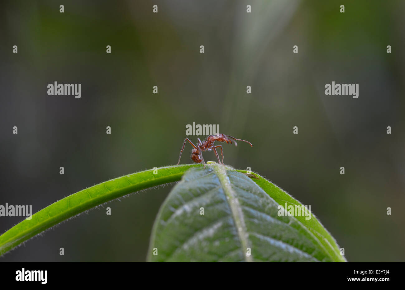 Simbiosis entre ant, Azteca e Inga sp., planta que proporciona el néctar en tazones visibles en la base de hojas - Ver descripción Foto de stock