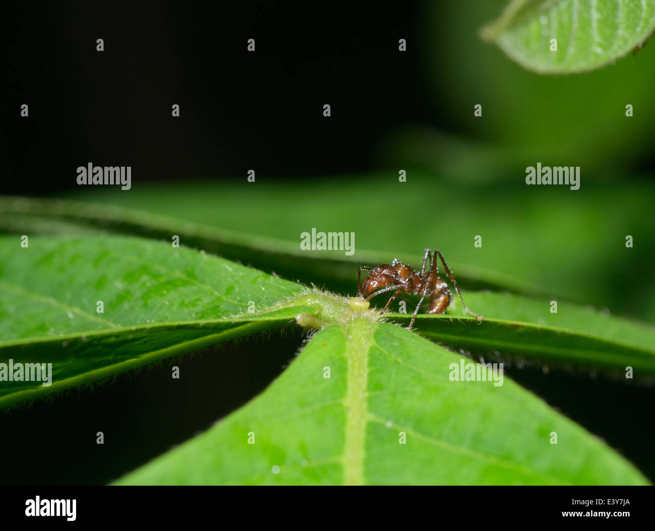 La simbiosis entre las hormigas, Azteca e Inga sp., planta que proporciona el néctar en cuencos -aquí una hormiga es alimentación - ver descripción Foto de stock