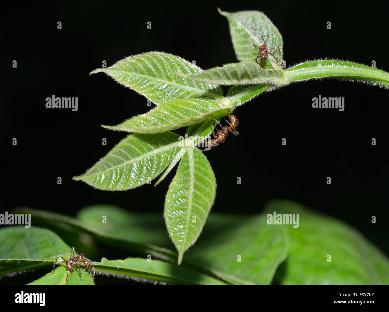 La simbiosis entre las hormigas, Azteca e Inga sp., planta que proporciona el néctar en tazones visibles en la base de hojas - Ver descripción Foto de stock