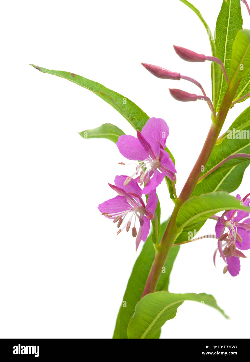 Floración fireweed spike aislado en blanco Foto de stock