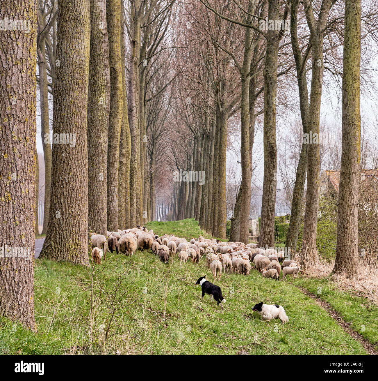Perros de pastor pastoreando un rebaño de ovejas cerca al canal de Damme en zonas rurales de Flandes en Bélgica Foto de stock