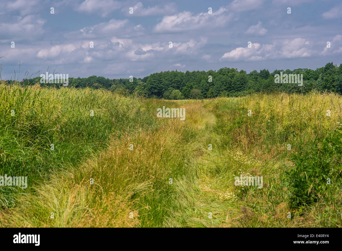 Junio de Baja Silesia paisaje rural cerca de Strzegom Foto de stock
