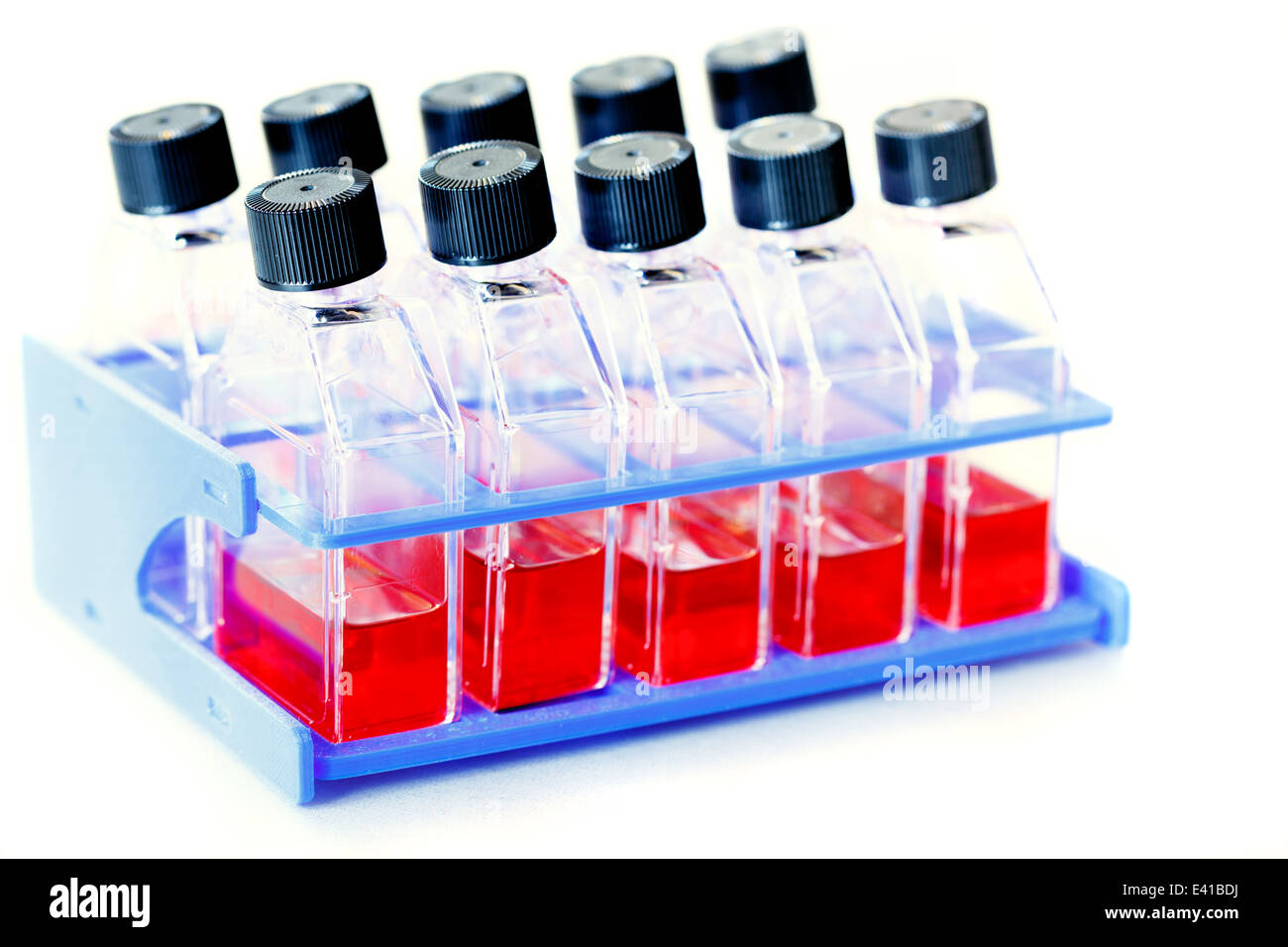 Las pruebas de drogas sobre la base de células madre Foto de stock