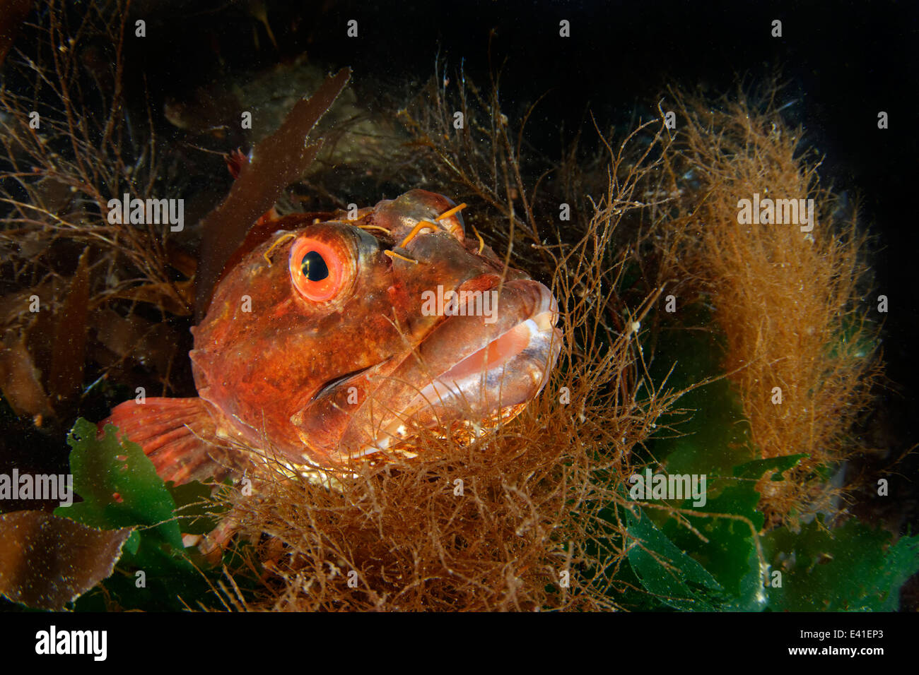 Rojo , Largescaled scorpionfish scorpionfish, Reikiavik, Gardur, Faxafloi-Bay, Islandia, en el Atlántico Norte Foto de stock