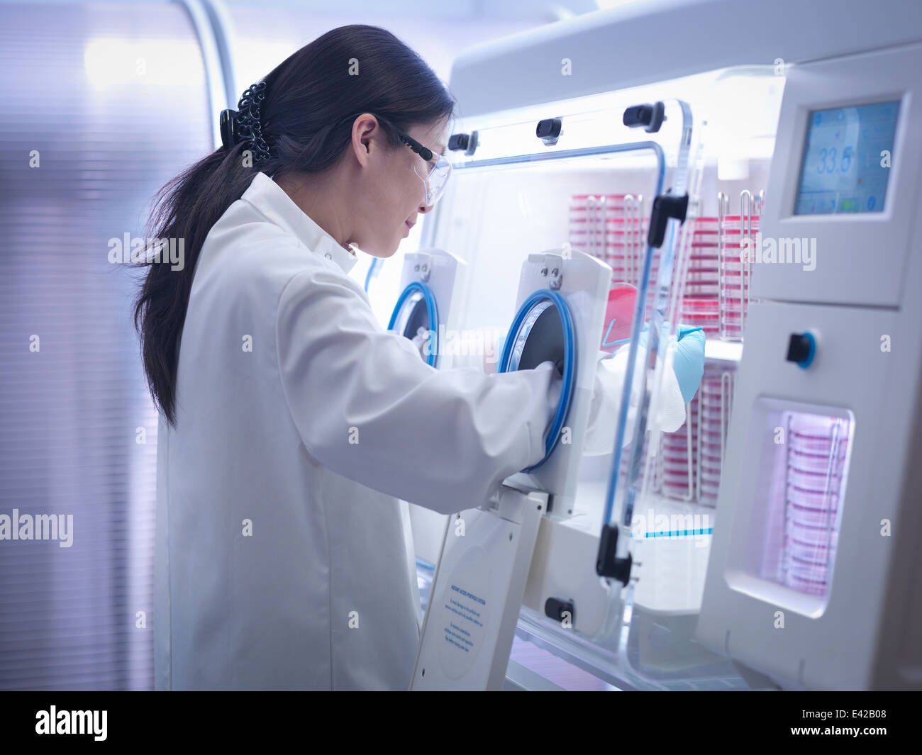 Scientist haciendo el cultivo bacteriano en agar dentro de estaciones de trabajo de laboratorio Foto de stock