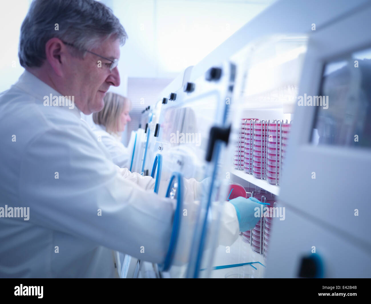 Scientist haciendo el cultivo bacteriano en agar dentro de estaciones de trabajo de laboratorio Foto de stock