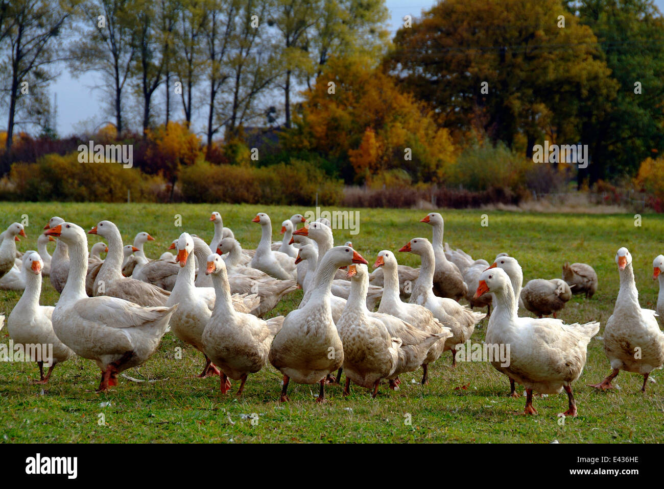 Los gansos blancos sobre una pradera Alemania Brandenburgo Foto de stock