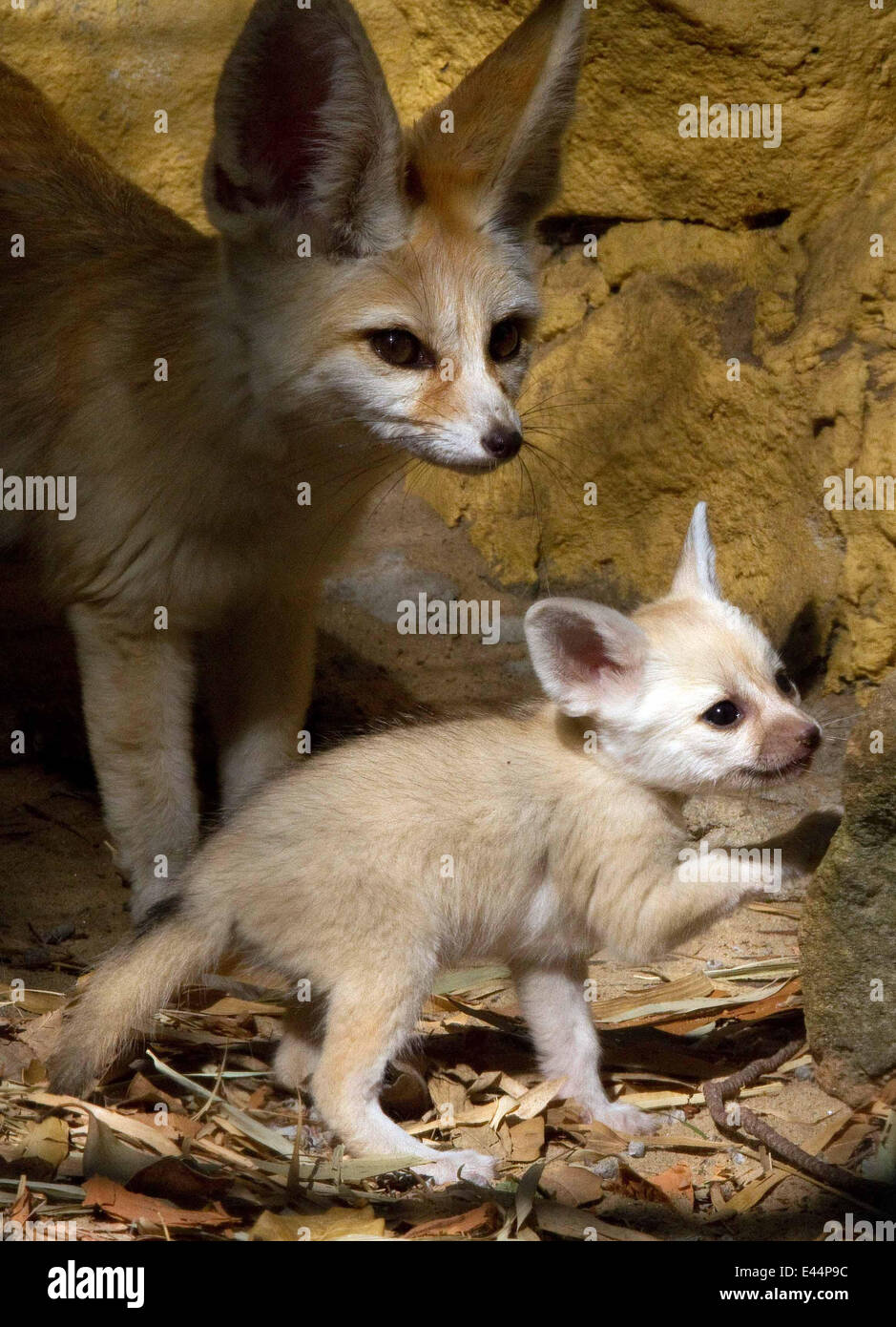 Fennec Fox Fotos E Imagenes De Stock Pagina 11 Alamy Fennec Fox Fotos E Imagenes De Stock Pagina 11 Alamy