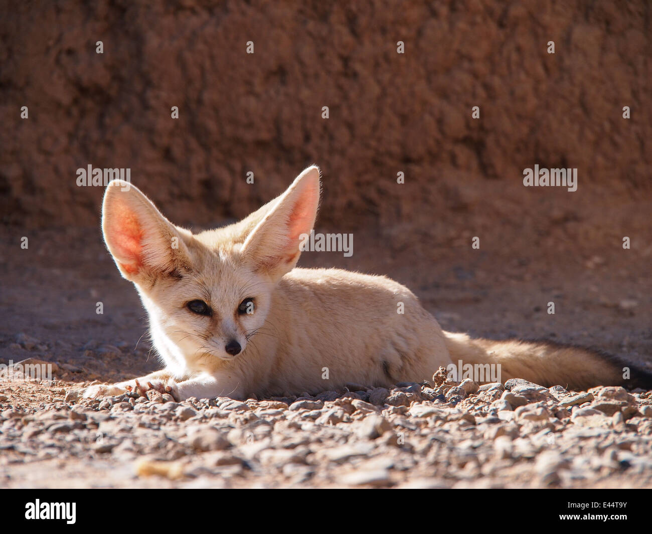 Zorro del desierto (fennec fox) (Vulpes zerda) Vista frontal Foto de stock