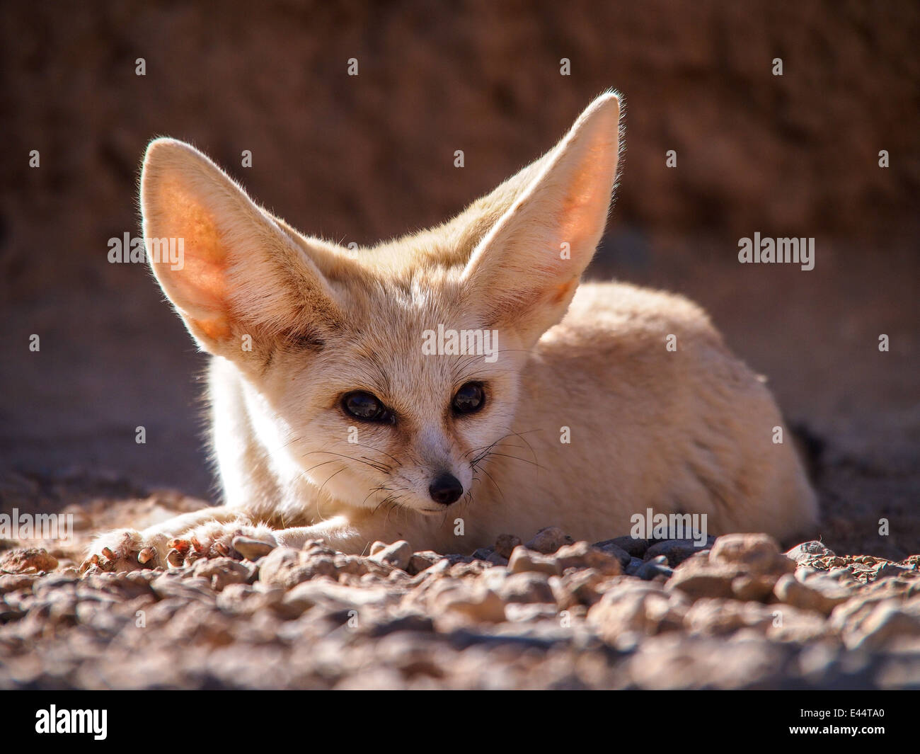 Zorro Del Desierto Fennec Fox Vulpes Zerda Vista Frontal Fotografia De Stock Alamy