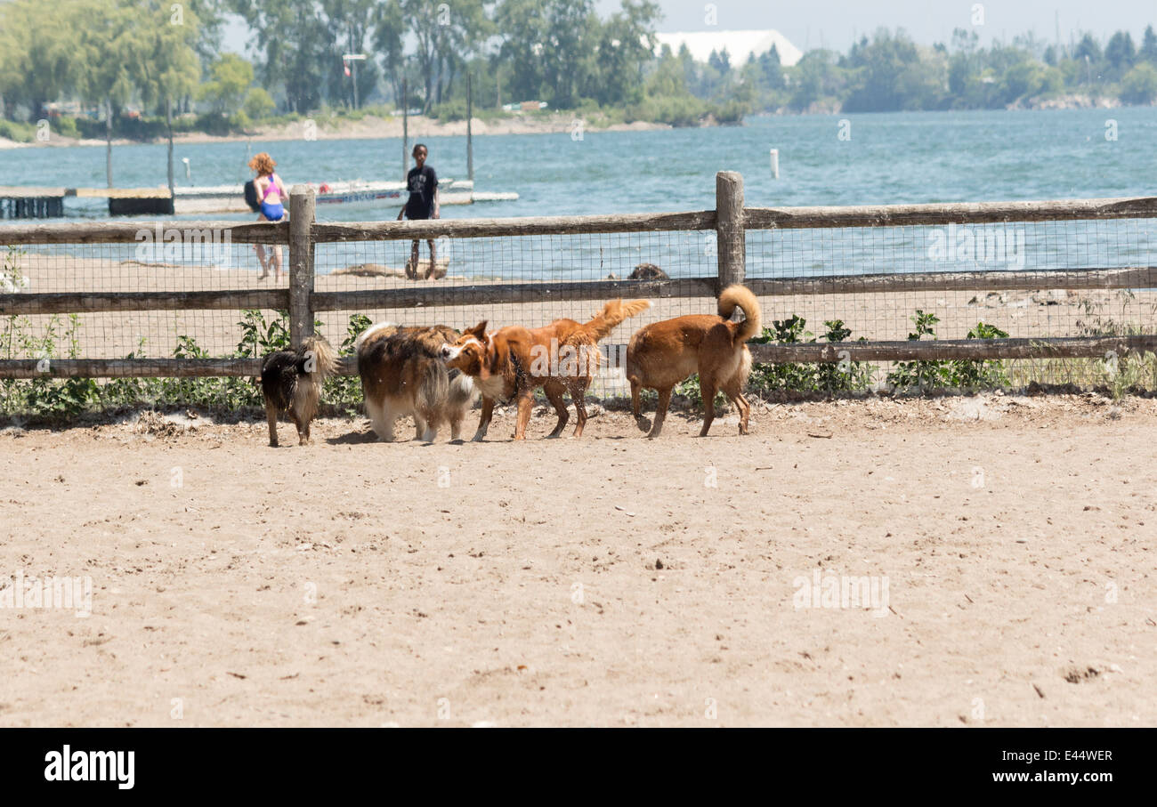 Abren parque para perros sin correa en Carlsbad