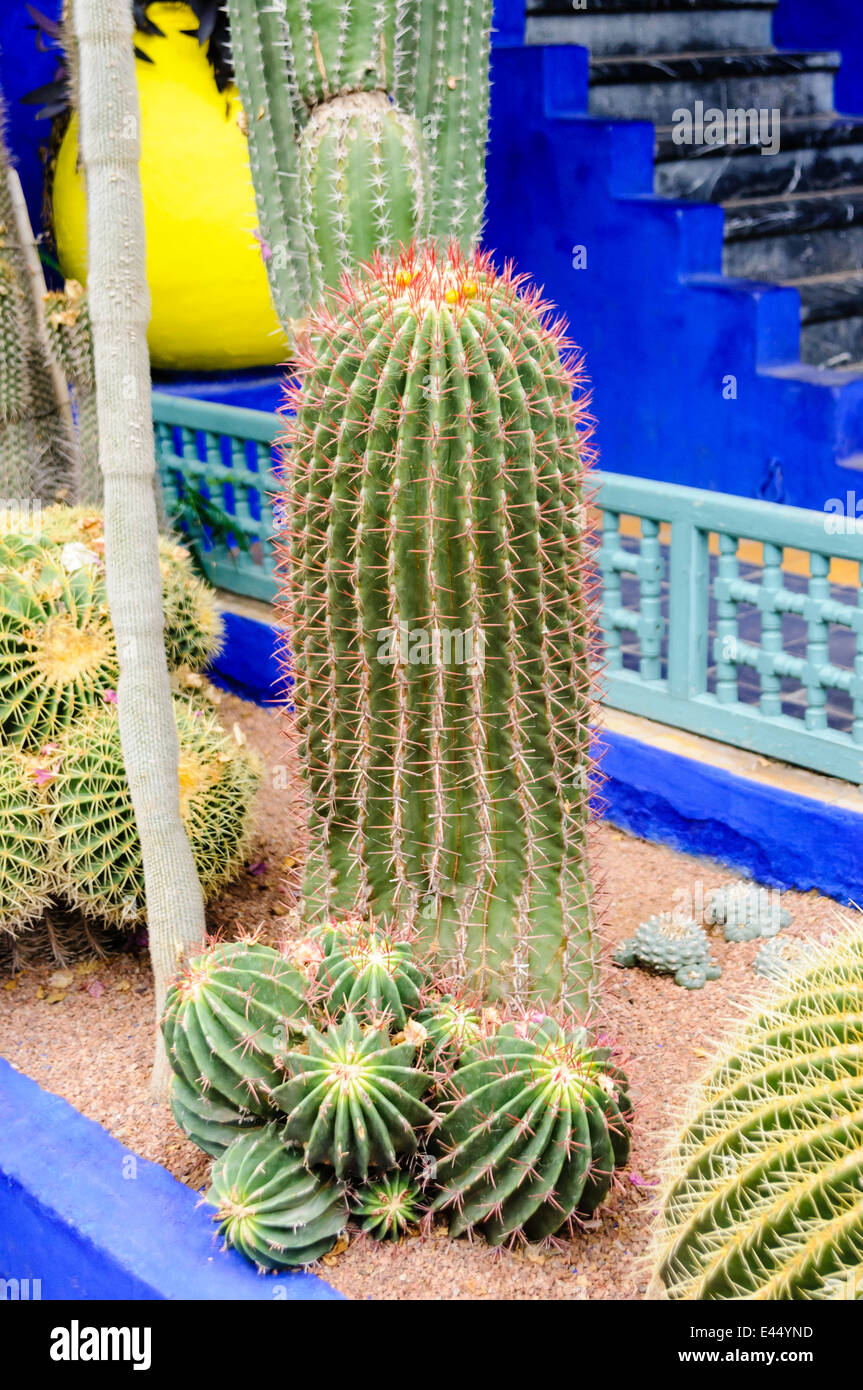 Cactus en Les Jardins de Majorelle, un memorial a Yves Saint Laurent, Marrakech, Marruecos Foto de stock