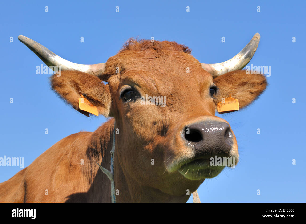 Retrato de una linda brown cow contra el cielo azul Foto de stock