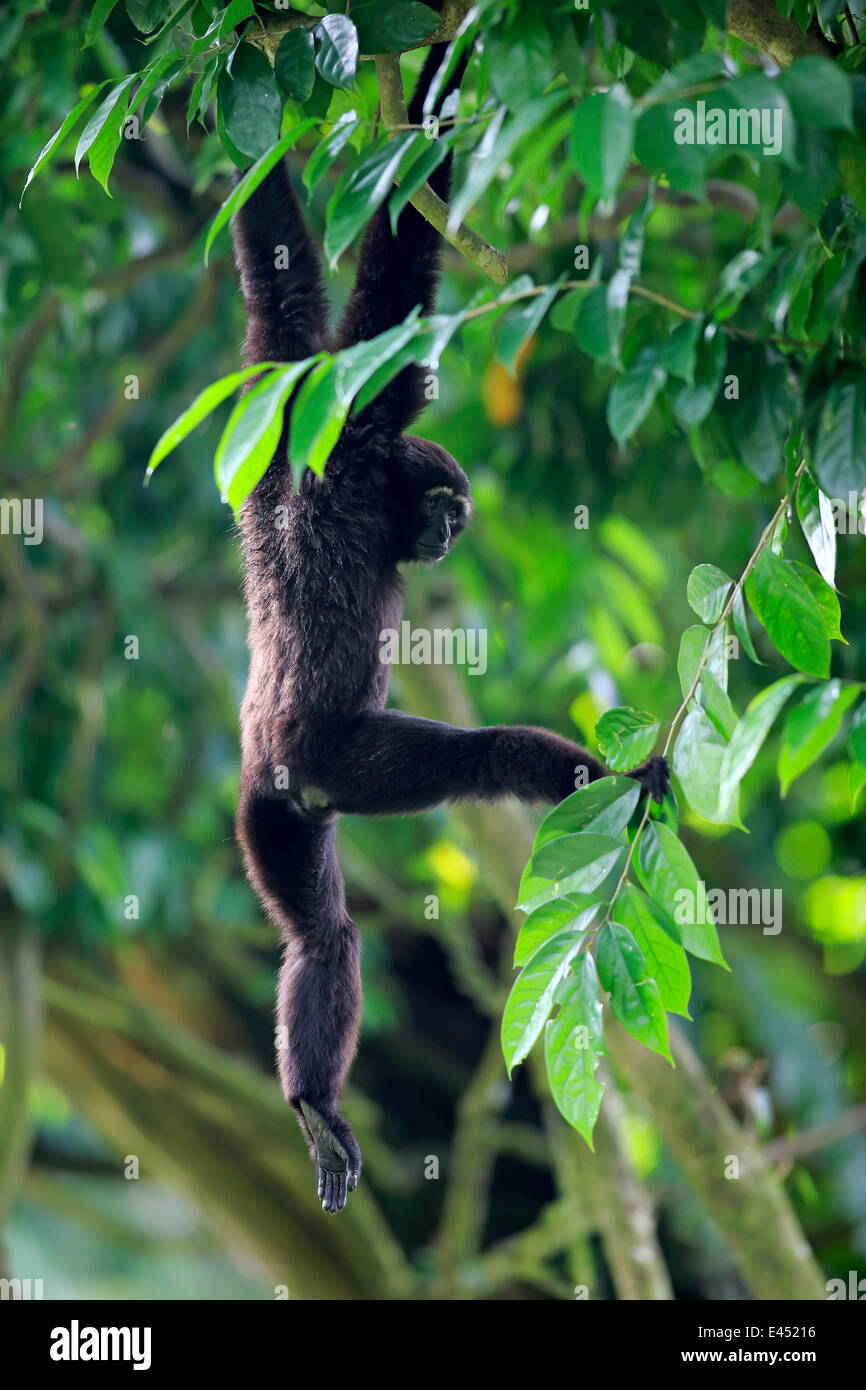 Mano Negra Gibón ágil o Gibón (Hylobates agilis), árbol adulto en Singapur Foto de stock