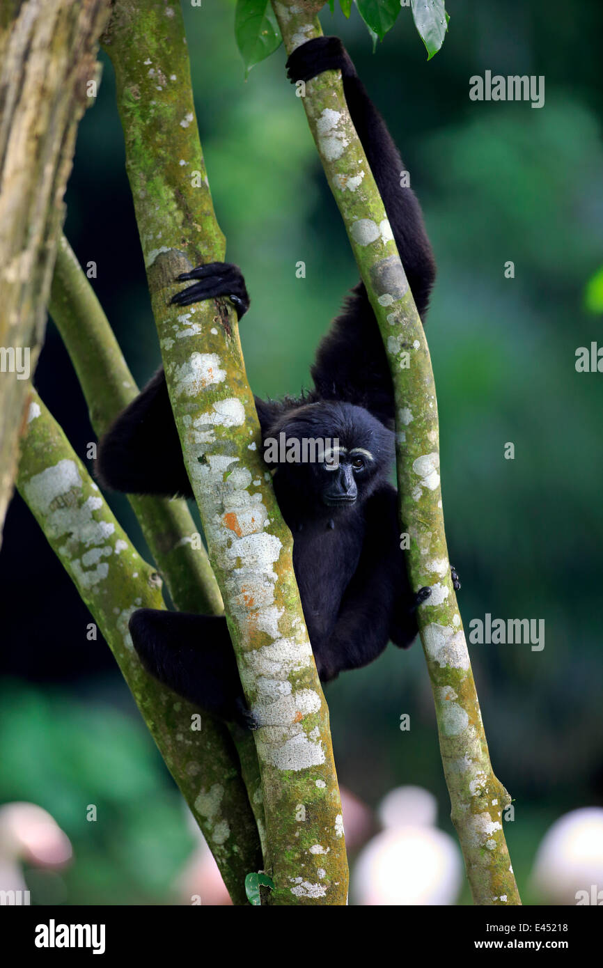 Mano Negra Gibón ágil o Gibón (Hylobates agilis), árbol adulto en Singapur Foto de stock