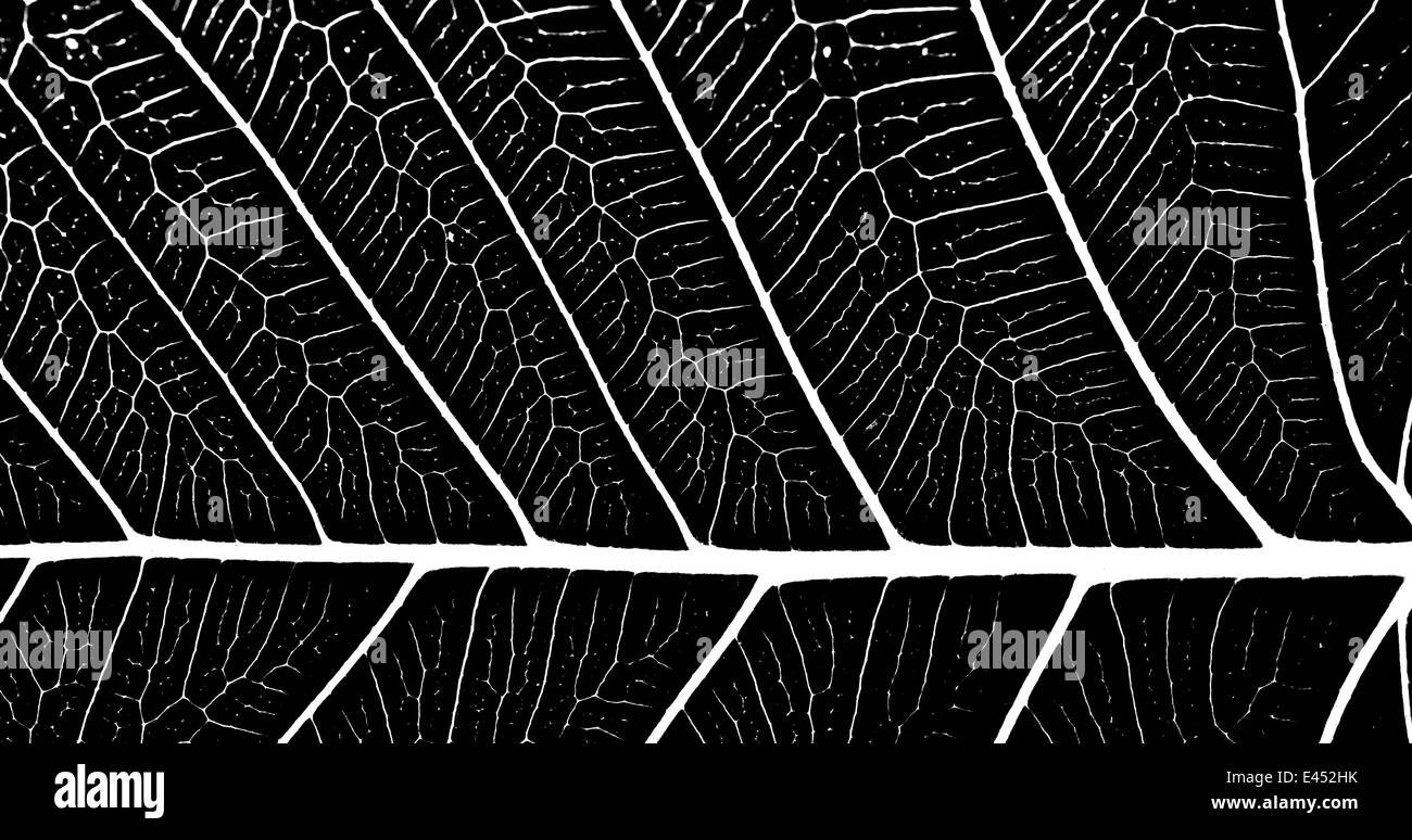Hoja abstracta en blanco y negro fotografías e imágenes de alta