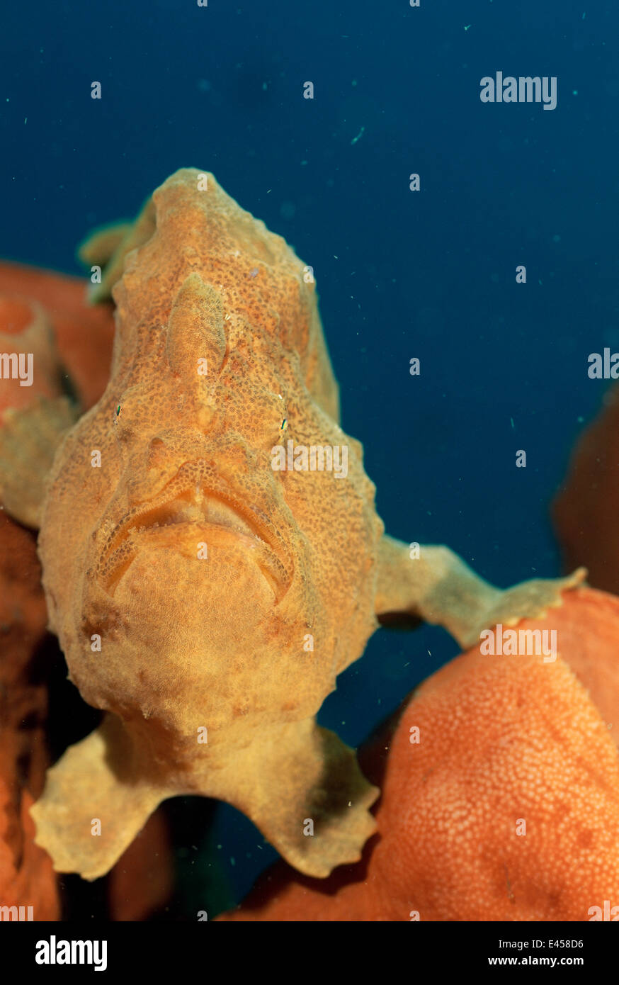 {Antennarius commersoni frogfish gigante} Lembeh, Sulawesi, Indonesia Foto de stock