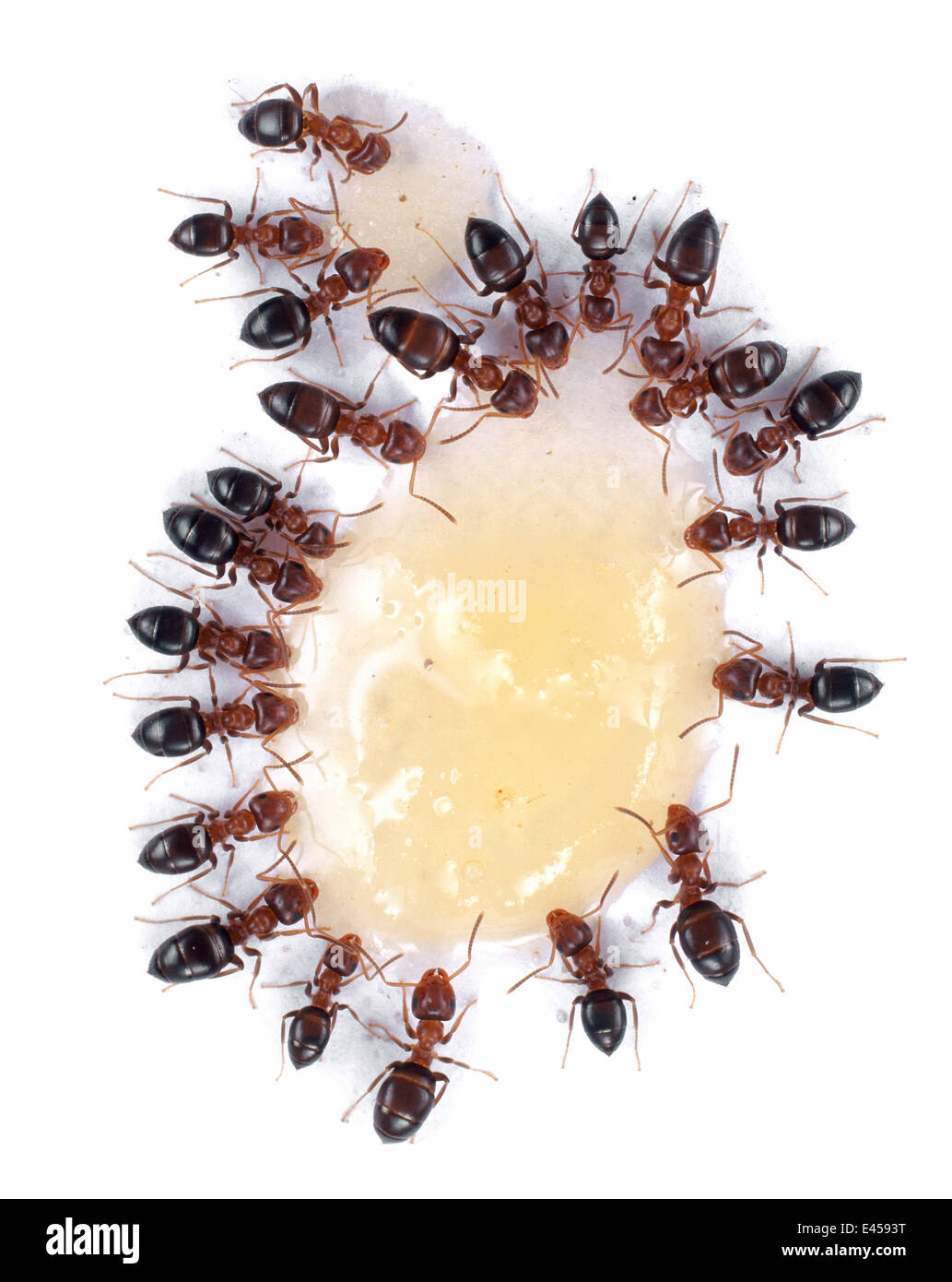 Las hormigas (no identificado), alimentándose de la miel derramada. En el Reino Unido. Foto de stock