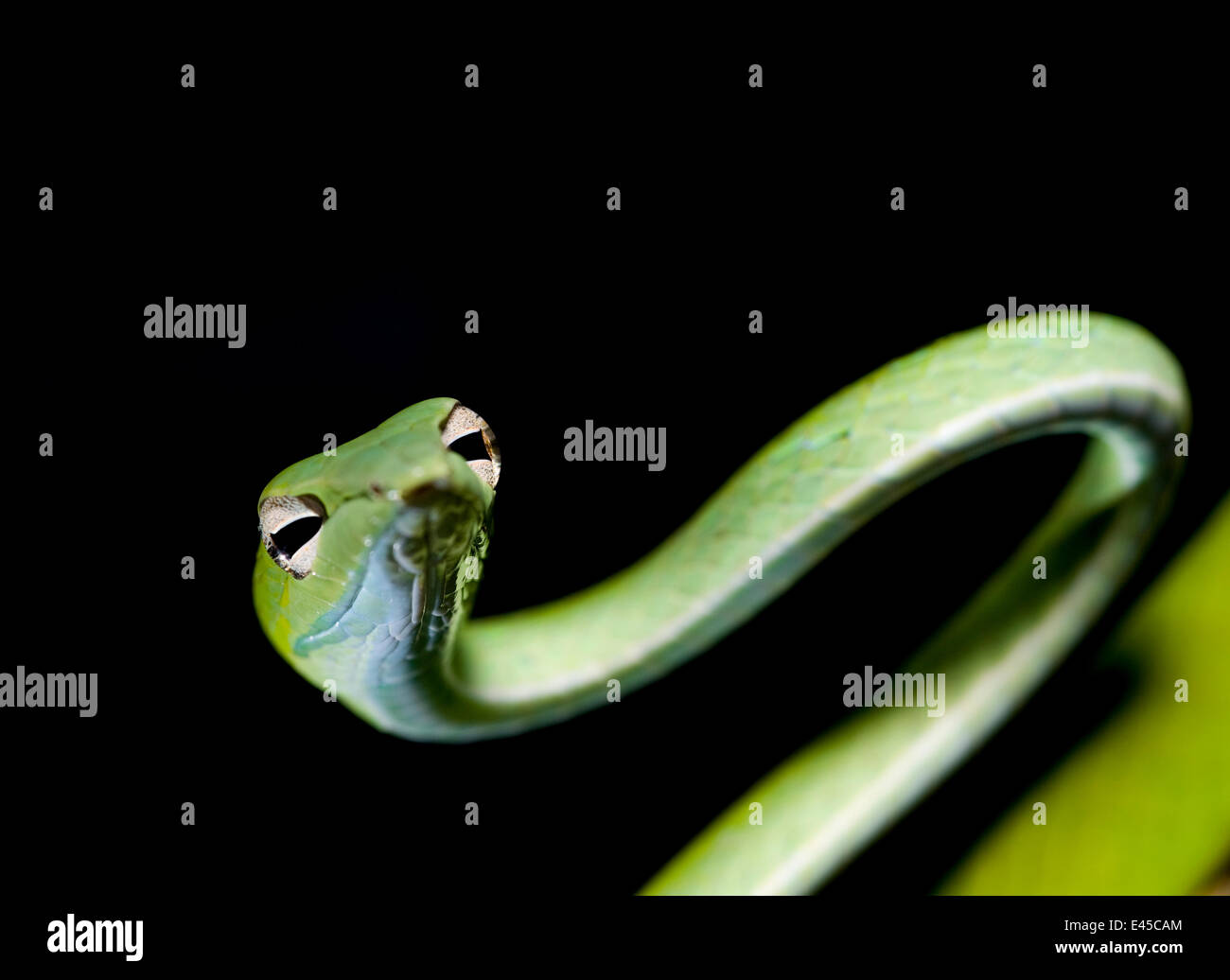 Látigo oriental / Viña / árbol de nariz larga serpiente (Ahaetulla prasina) Bako NP, Sarawak, Borneo, Malasia Foto de stock