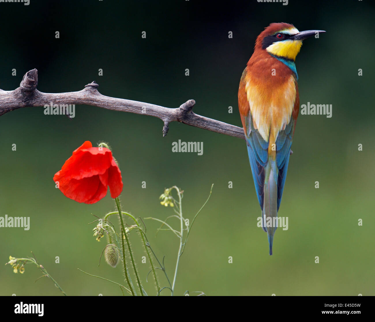 (Merops apiaster) posado junto a flor de adormidera, Pusztaszer, Hungría, mayo de 2008 Foto de stock